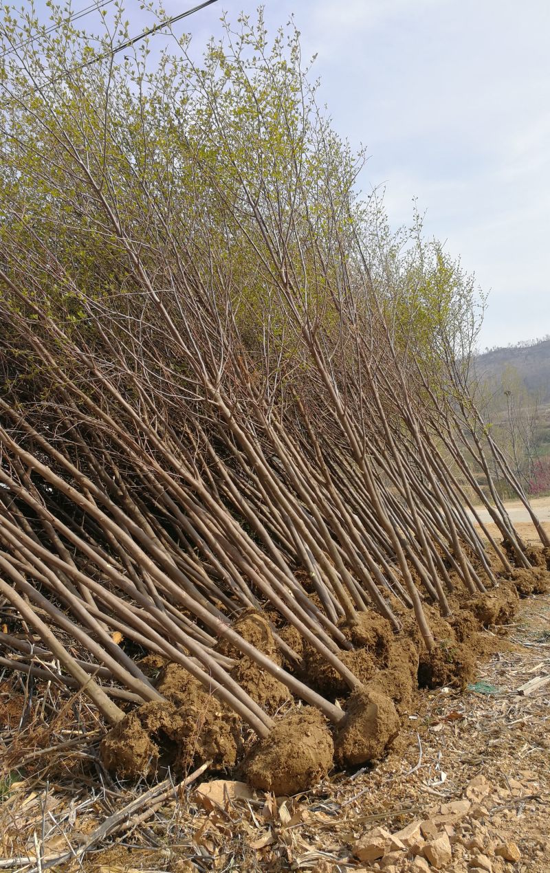野茉莉玉玲花 玉玲花树苗木基地批发图片