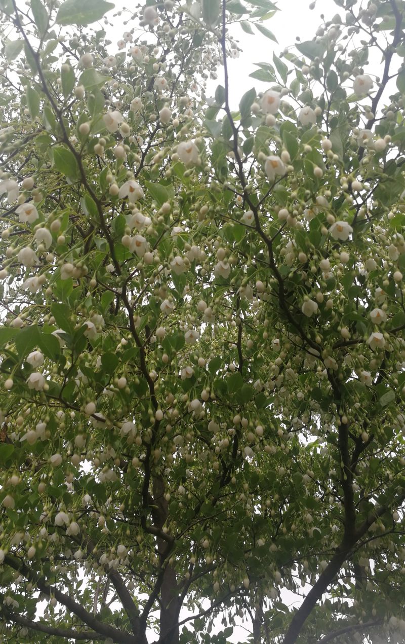 野茉莉玉玲花 玉玲花树苗木基地批发图片