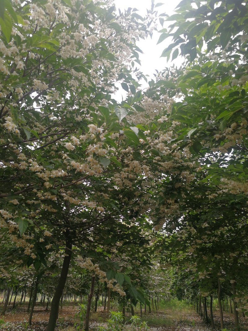 野茉莉玉玲花 玉玲花树苗木基地批发图片