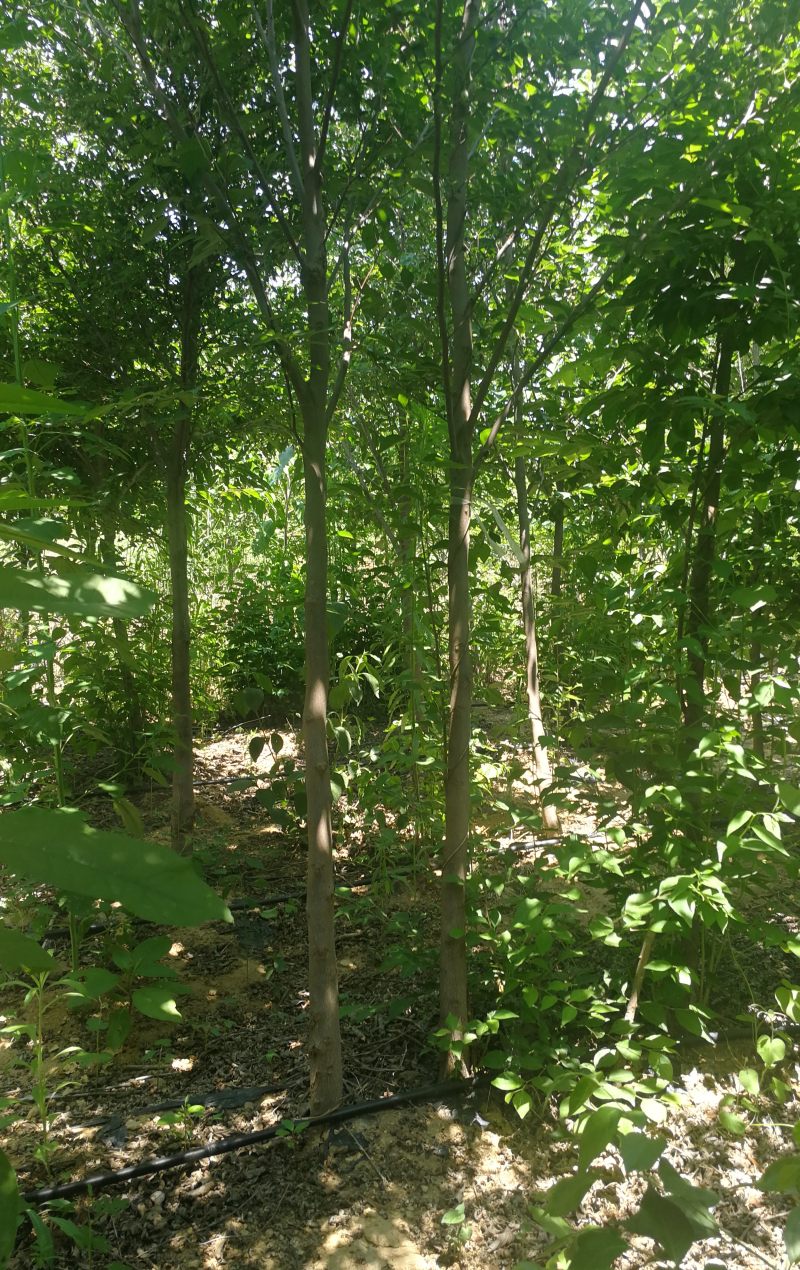野茉莉玉玲花 玉玲花树苗木基地批发图片