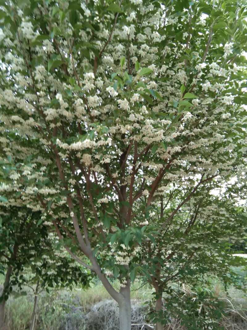 玉铃花价格 荣成玉玲花树批发价格 玉铃花树价格图片