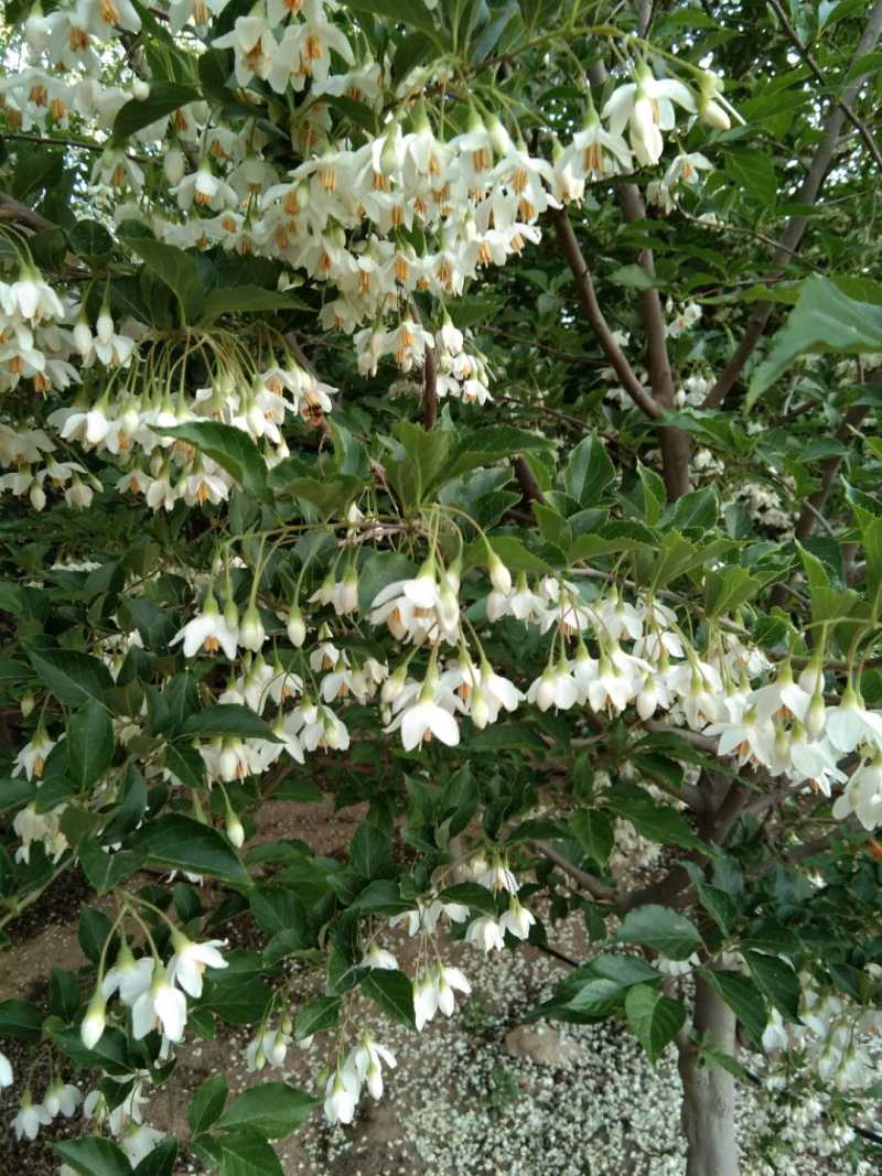 玉铃花价格 荣成玉玲花树批发价格 玉铃花树价格图片