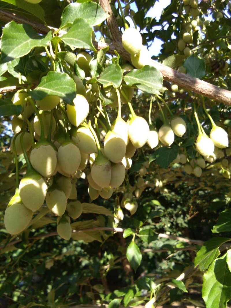 玉铃花价格 荣成玉玲花树批发价格 玉铃花树价格图片