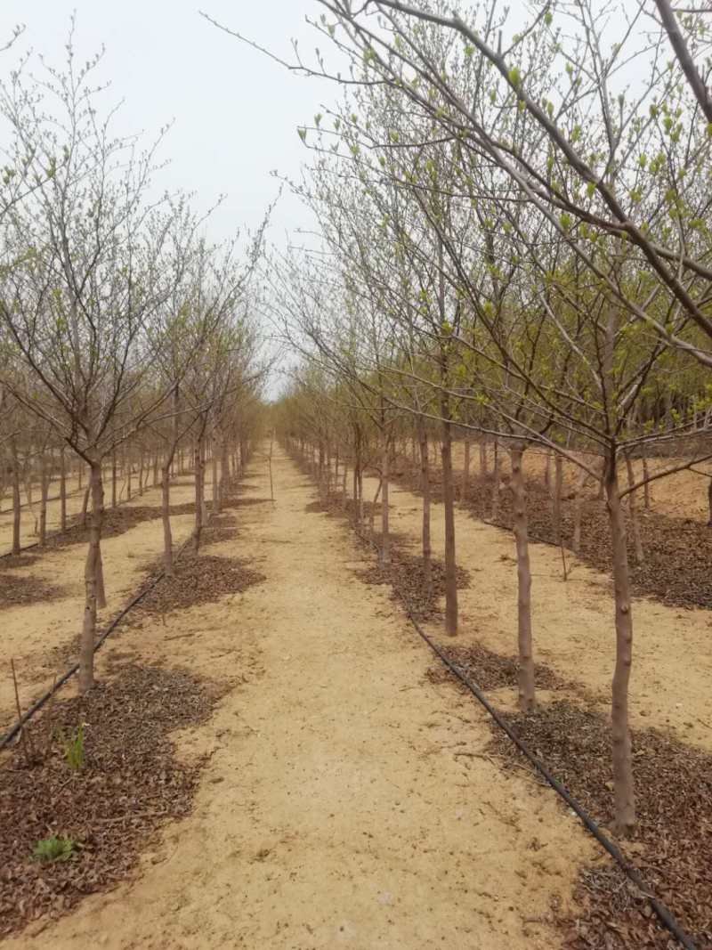 荣成玉玲花价格 山东荣成玉玲花养殖基地图片