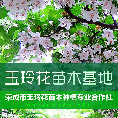 荣成玉玲花