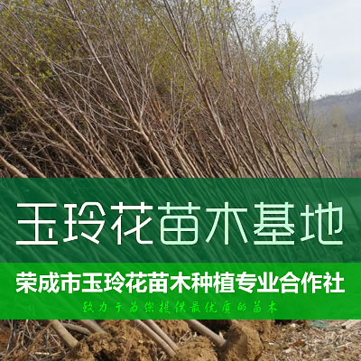 最优质玉玲花苗木
