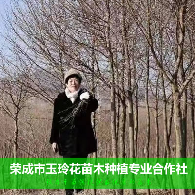 玉玲花种植人