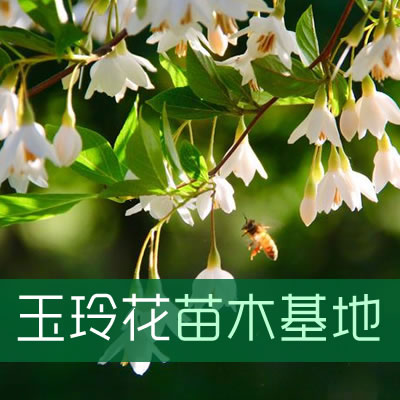 荣成玉玲花苗木基地